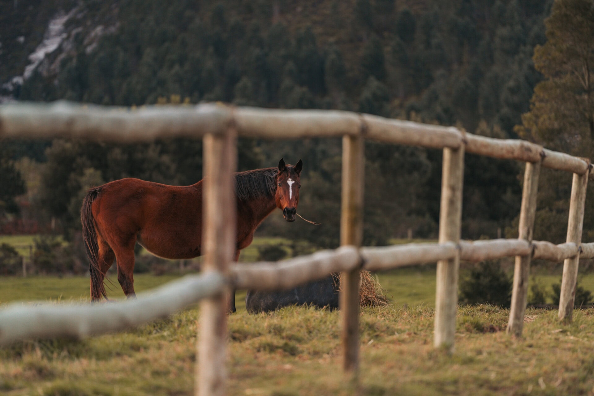 camden park cabin hemel n aarde stud farm hermanus
